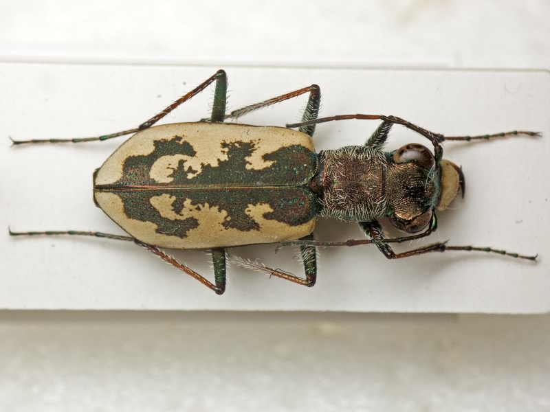 Cephalota chiloleuca (Fischer von Waldheim, 1820)